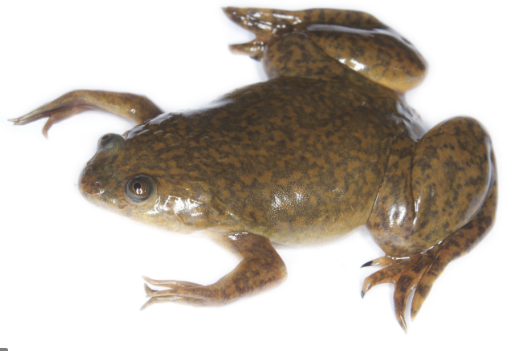 Xenopus laevis