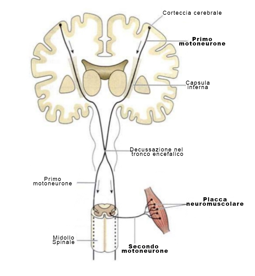 sistema piramidale