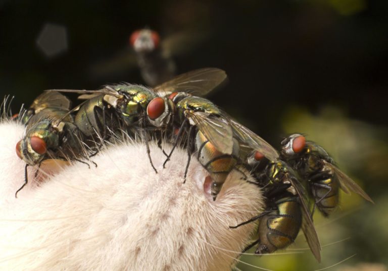Entomologia forense: gli insetti ci aiutano ad investigare