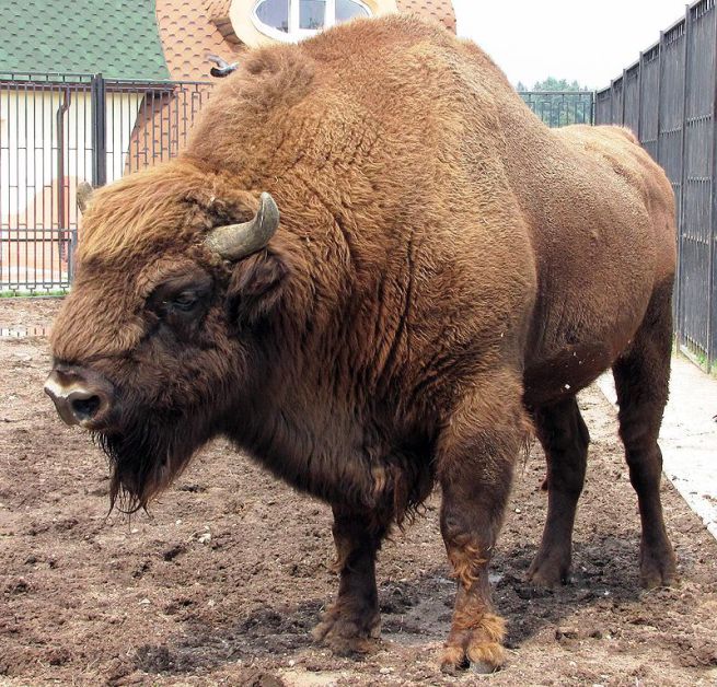 Bisonti