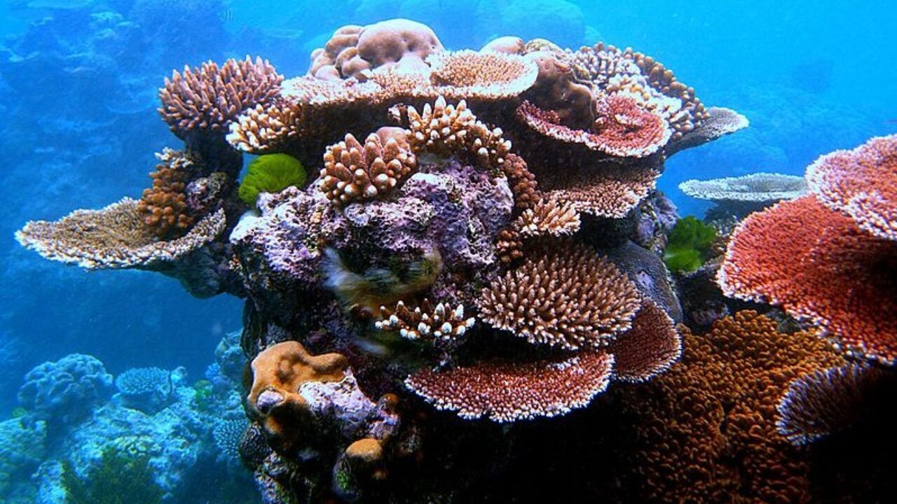 Che cosa sono i coralli? - In a Bottle