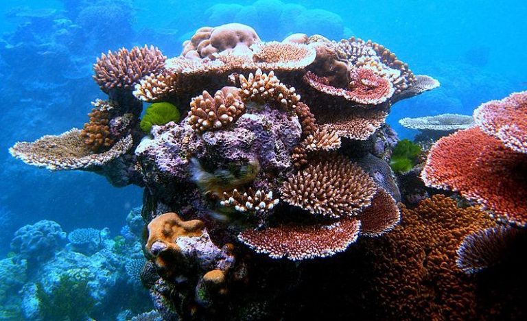 I coralli: cosa sono e perchÃ© sbiancano?