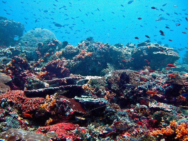 Reef in cui i coralli formano un habitat ideale per numerose specie marine