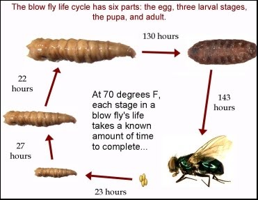 entomologia forense