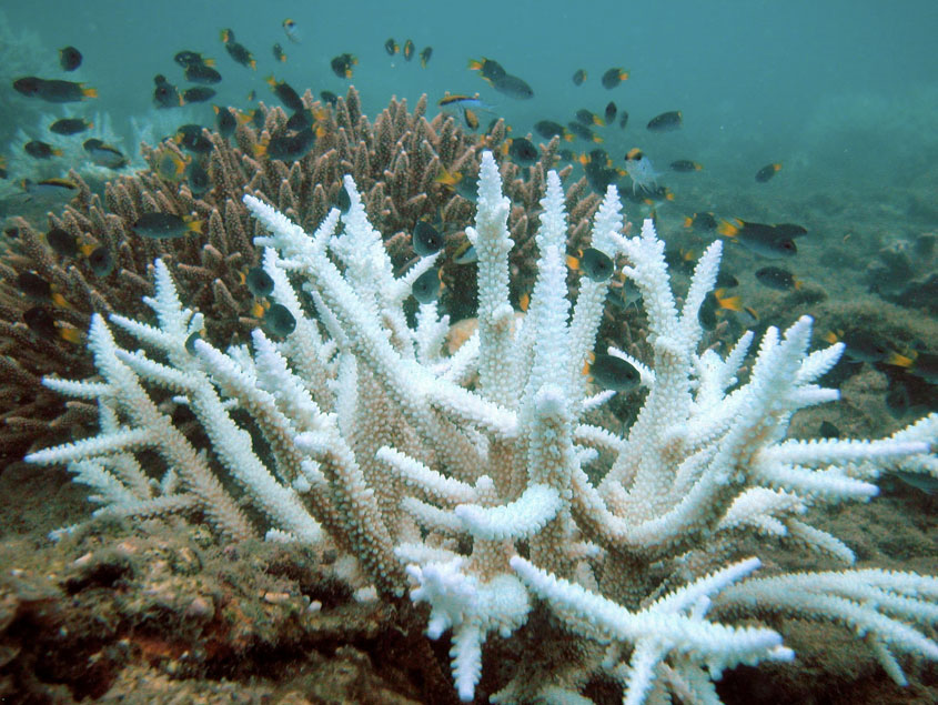 corallo soggetto a sbiancamento