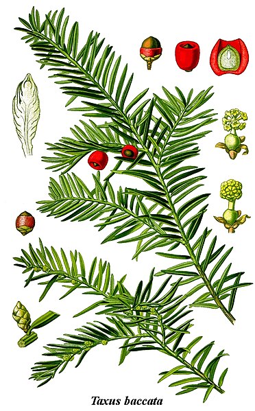 Taxus baccata