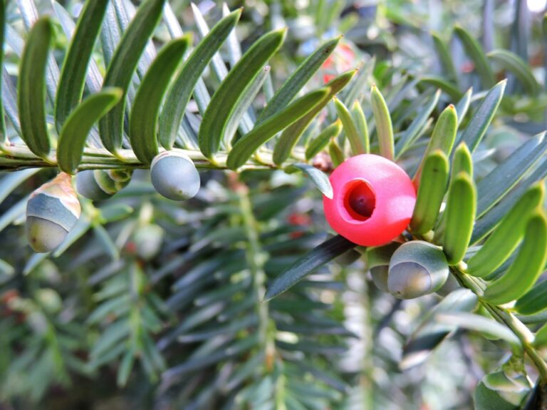 Taxus baccata