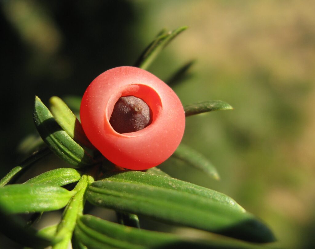 Taxus baccata