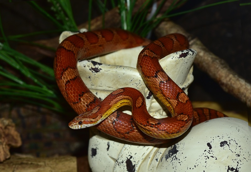 Pantherophis Guttatus