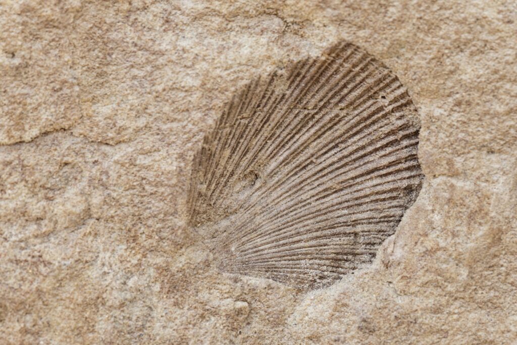 conchiglia fossile