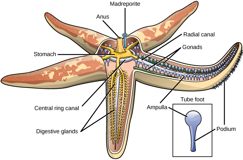 anatomie delle stelle marine