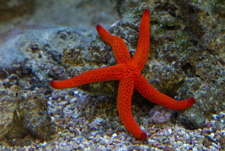 Stelle marine: perchÃ© non bisogna toccarle?