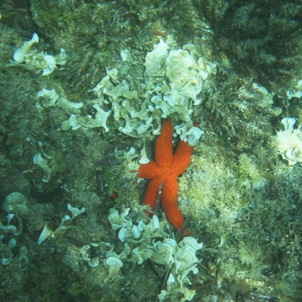 stella marina rossa appartenente a una specie di stelle marine del mediterraneo