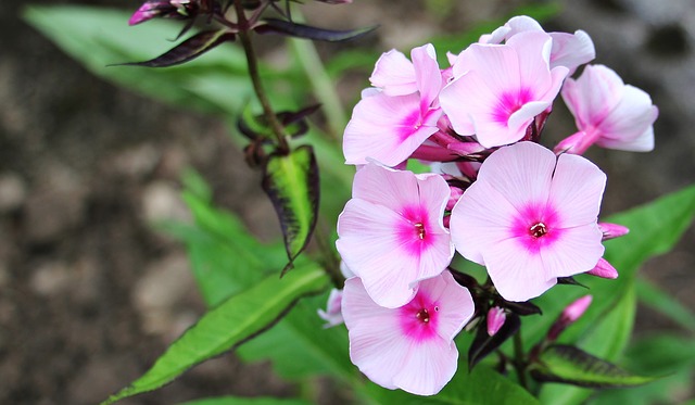 valeriana