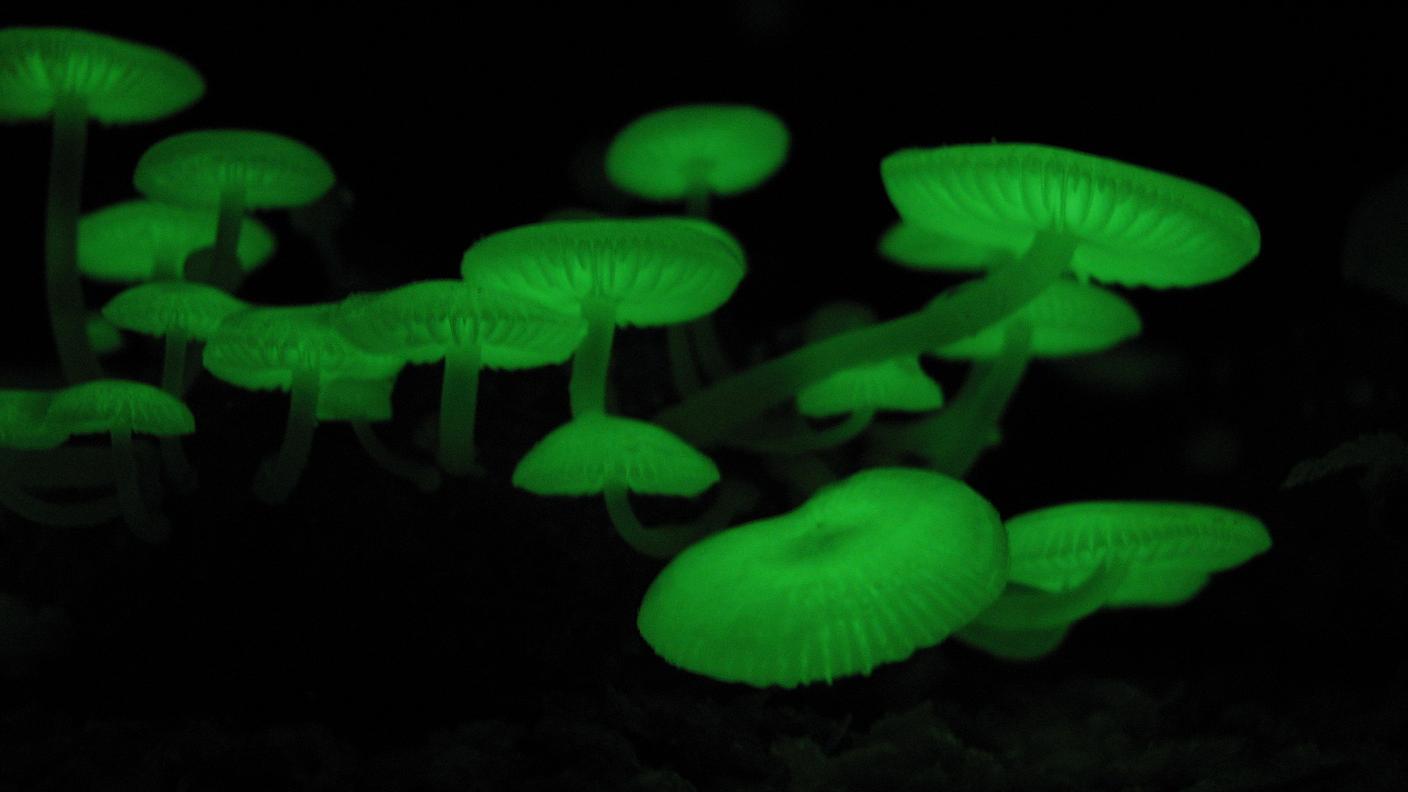 bioluminescenza