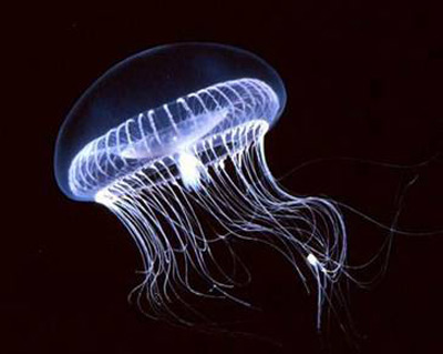 bioluminescenza