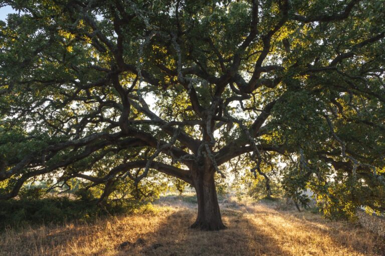 Quercia